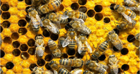 Bee Equipment